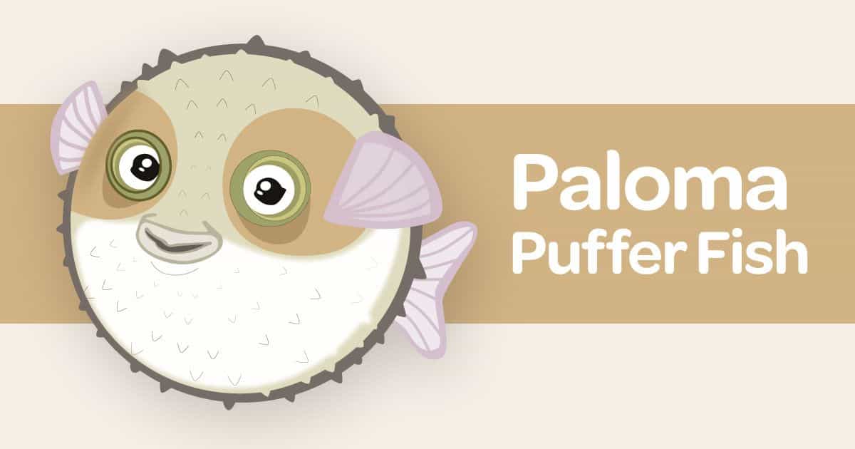 Palmore Puffer Fish card