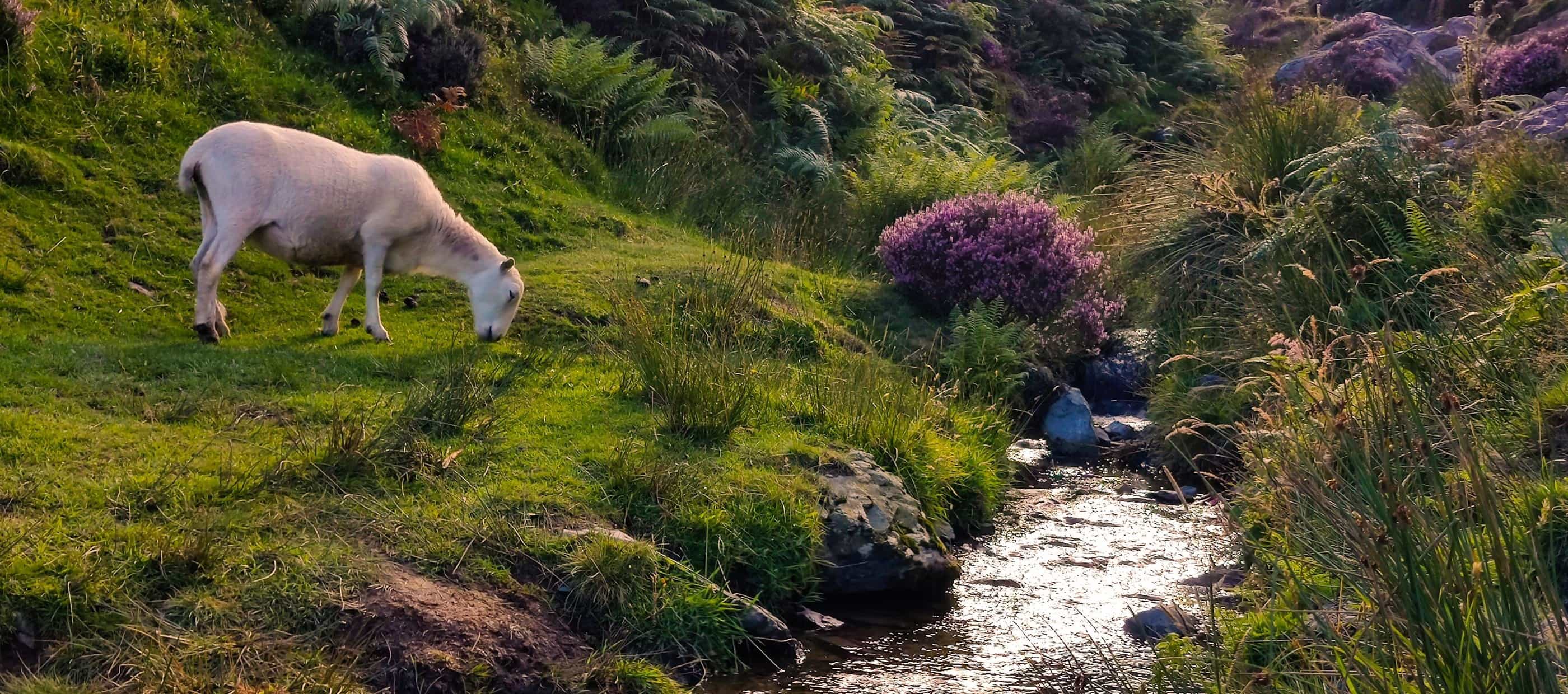 Swimming Lessons in Shropshire & Staffs