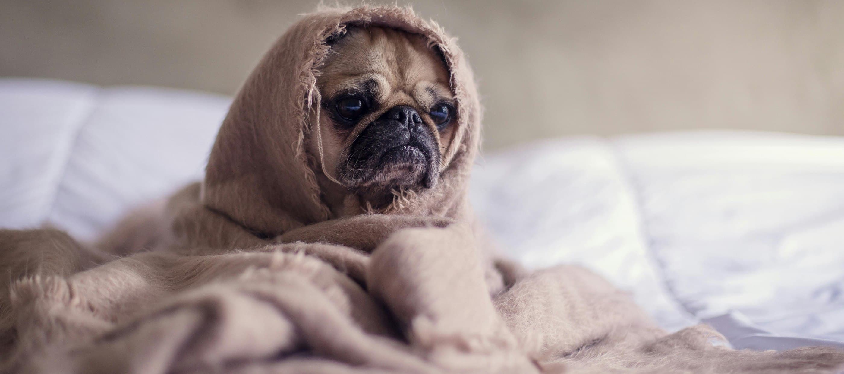 Pug wrapped in a blanket